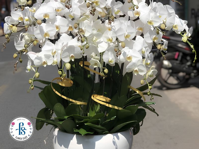 Tránh các sai lầm khiến lan hồ điệp nhanh tàn