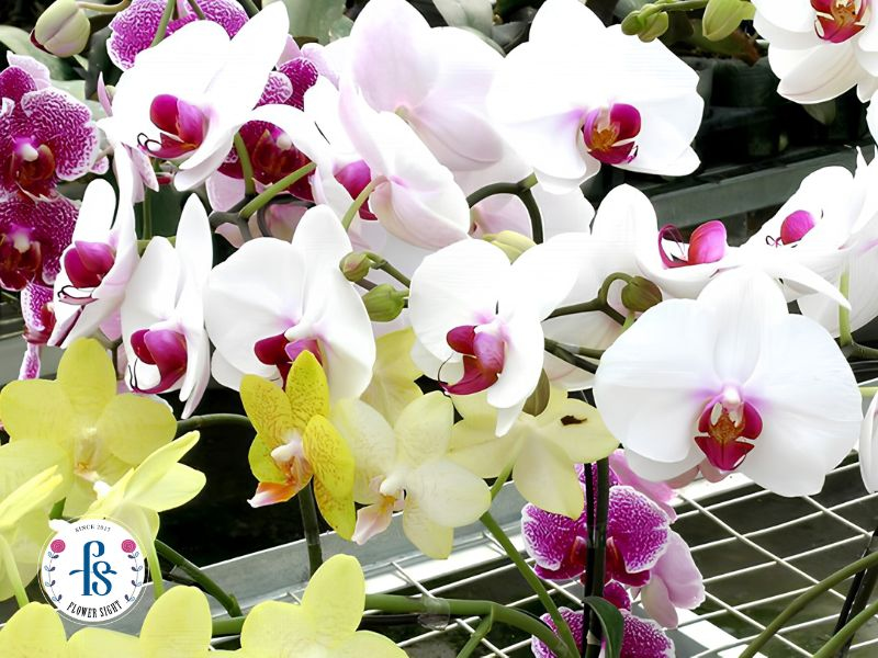 Nhiệt độ cho lan hồ điệp thay đổi theo từng giai đoạn
