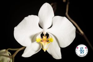 Quốc hoa của Indonesia
