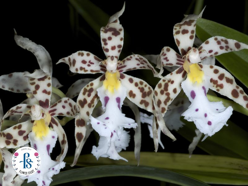 Hoa lan Odontoglossum