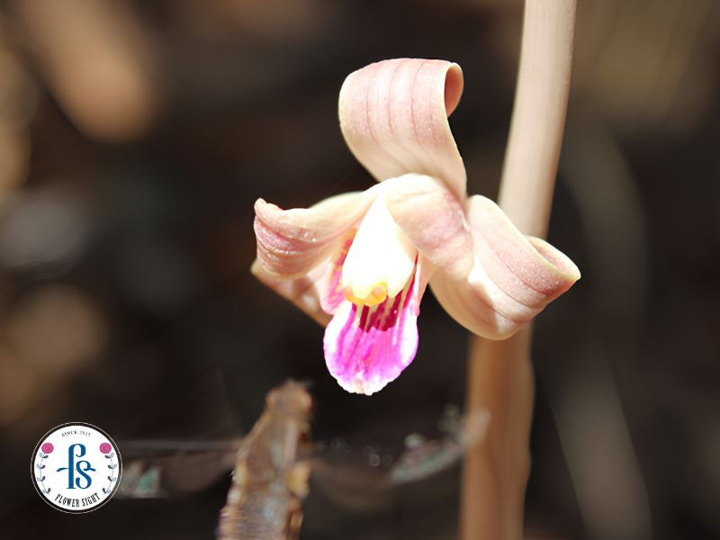 Hoa Lan Coleman’s coralroot