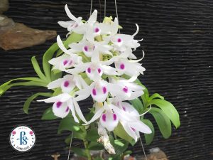 Hoa lan phi điệp 5 cánh