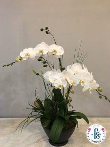 Các loại lan hồ điệp