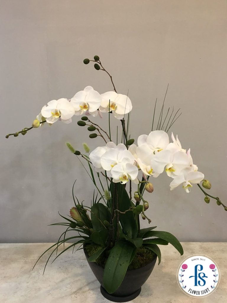 Các loại lan hồ điệp
