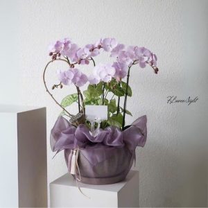 ý nghĩa lan hồ điệp tím