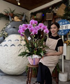 Lan Hồ Điệp Ánh Ngọc