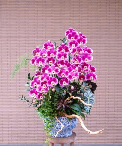 Lan Hồ Điệp Kim Ngọc Mãn Đường