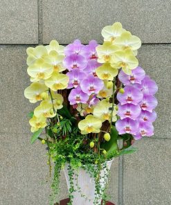 Lan Hồ Điệp Kim Ngọc Phú Quý