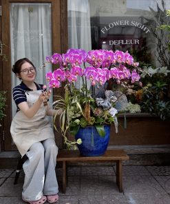 Lan Hồ Điệp Kim Phát
