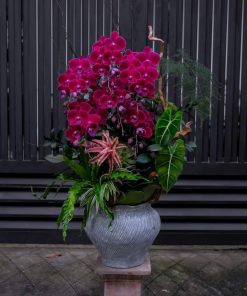 Lan Hồ Điệp Luxe Harmony