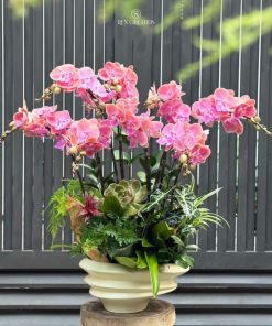 Lan Hồ Điệp Mộc An