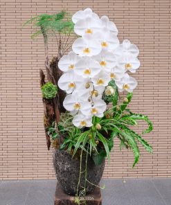 Lan Hồ Điệp Phát Đạt