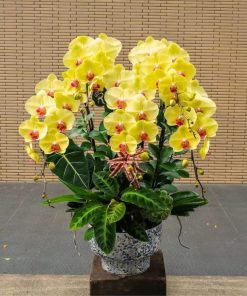 Lan Hồ Điệp Tài Lộc Viên Mãn