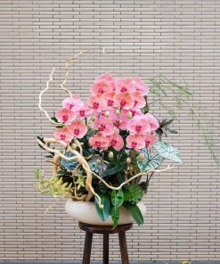 Lan Hồ Điệp Thanh Nhã