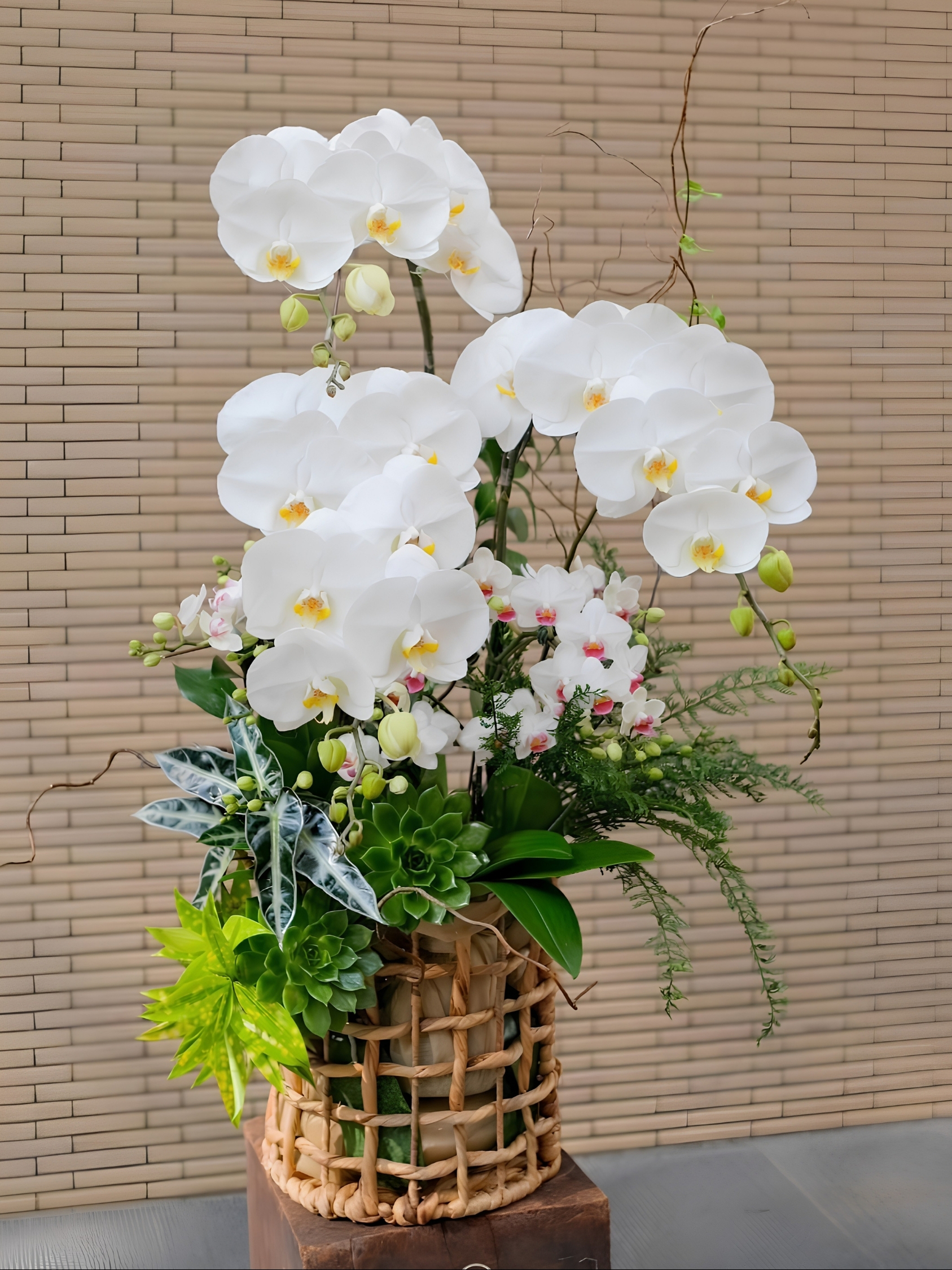 White Serenity Lan Hồ Điệp White Serenity