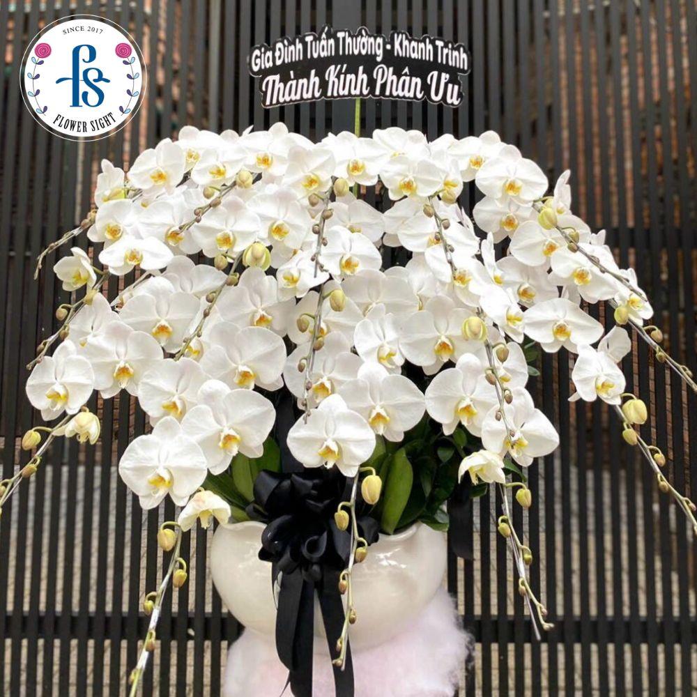 Tổng Hợp Các Ý Nghĩa Của Hoa Lan Trắng Đám Tang Cách sử dụng hoa lan trắng để thể hiện đúng ý nghĩa