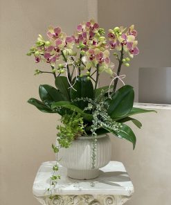 Lan Hồ Điệp Kim Nhật