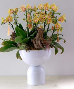 Lan Hồ Điệp Golden Orchid House
