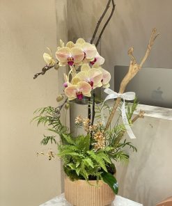 Lan Hồ Điệp Imperial Platinum