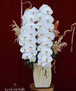 Lan hồ điệp Bạch Ngọc lan