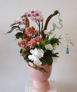 Lan Hồ Điệp Celestial Bloom
