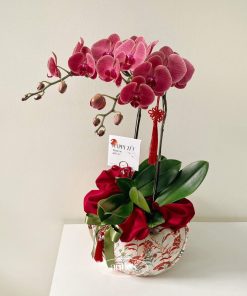 Lan Hồ Diệp Dạ Lan Hương