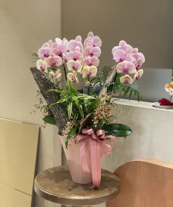 Lan Hồ Điệp Hào Quang