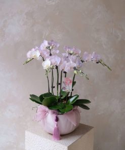 Lan Hồ Điệp Hoàng Cát