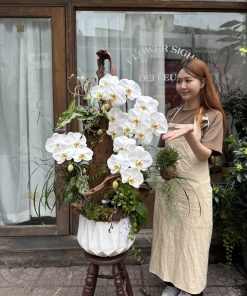 Lan Hồ Điệp Hoàng Điệp Đế Vương