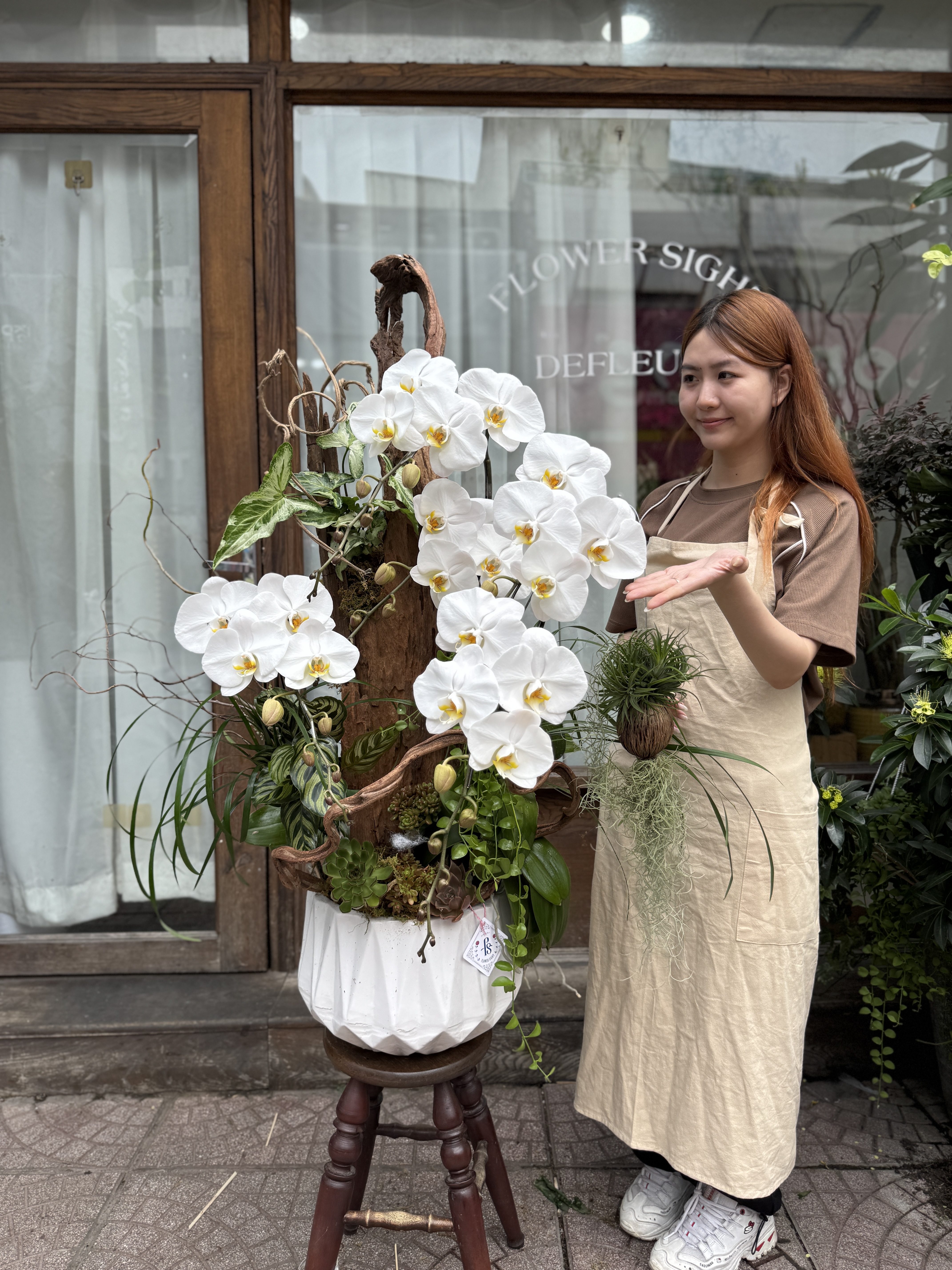 Hoàng Điệp Đế Vương Lan Hồ Điệp Hoàng Điệp Đế Vương