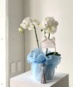Lan Hồ Điệp Hoàng Phúc