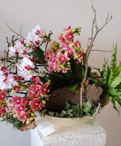 Lan Hồ điệp Hoàng Triều