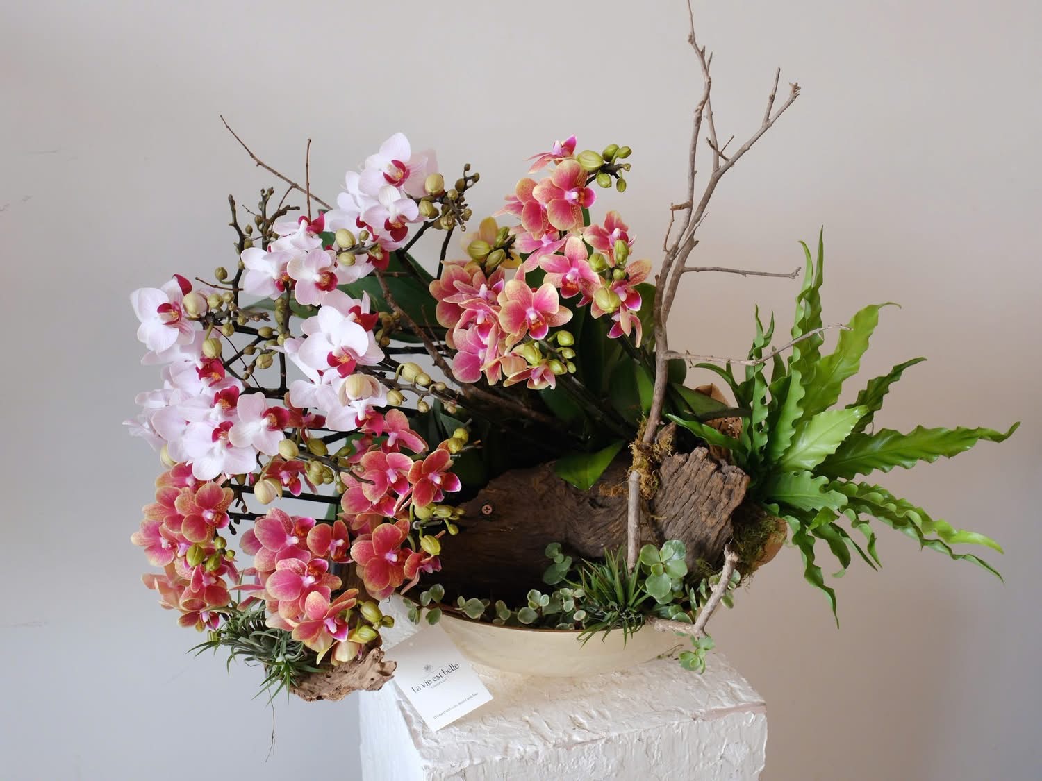 Hoàng Triều Lan Hồ điệp Hoàng Triều