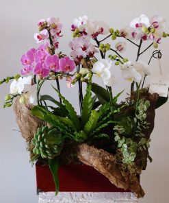 Lan hồ điệp Hương Ca