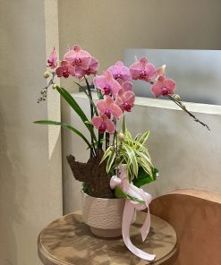 Lan Hồ Điệp Kim Điện