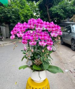 Lan Hồ Điệp Kim Điệp An Khang