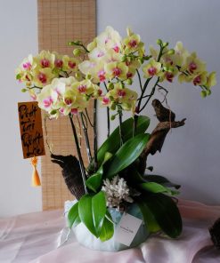 Lan Hồ Điệp Kim Điệp Thịnh Vượng