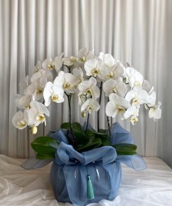 Lan Hồ Điệp Kim Tài