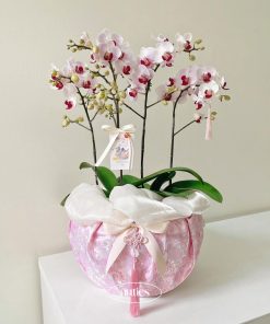 Lan hồ điệp Mây Orchid