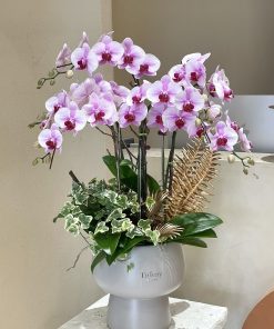 Lan Hồ Điệp Minh Châu