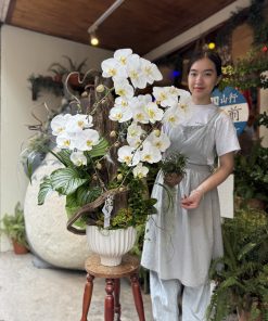 Lan Hồ Điệp Monarch