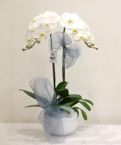 Lan Hồ Điệp Ngọc Khuê