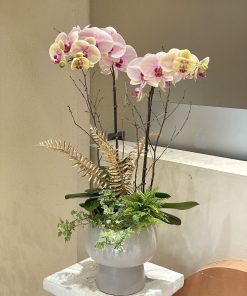 Lan Hồ Điệp Ngọc Sương