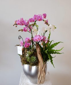 Lan Hồ Điệp Ngự Điệp