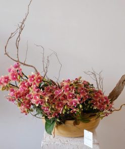 Lan Hồ Điệp Ngự Điệp Hoàng Gia