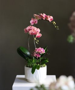 Lan Hồ Điệp Orchid Royale