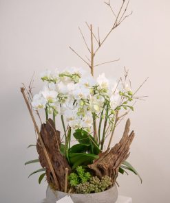 Lan hồ Diệp Orchid Story