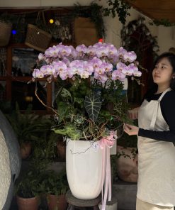 Lan Hồ Điêp Thanh lan