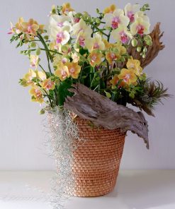 Lan Hồ Điệp Ánh Bình Minh