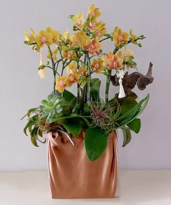 Lan Hồ Điệp Ánh Dương Hoàng Gia